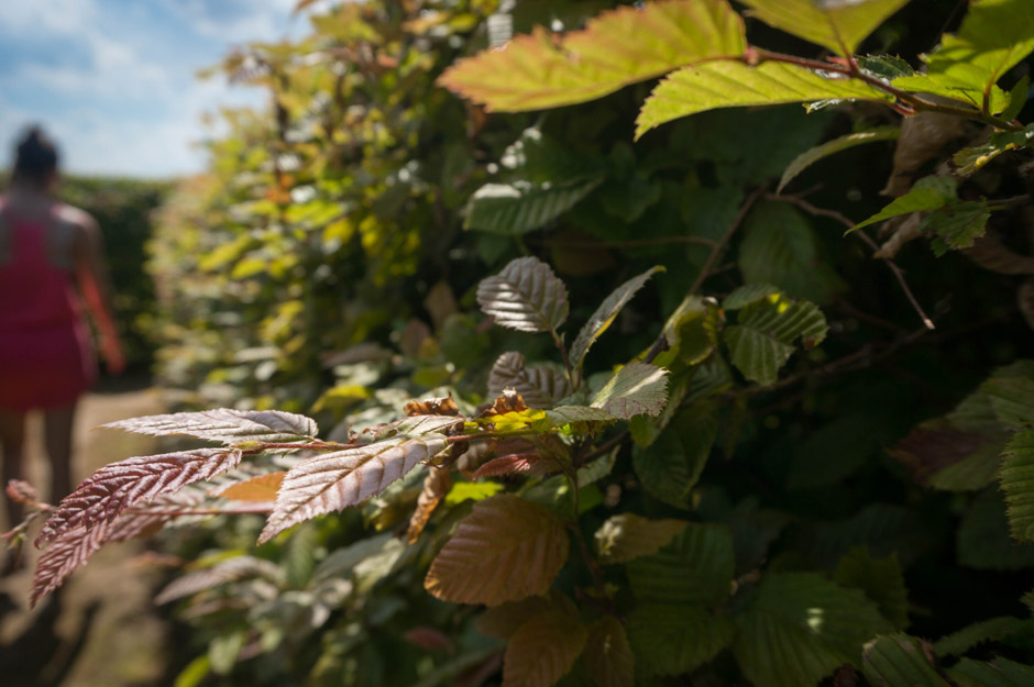 Labirynt w Ogrodach Hortulus jest największym labiryntem grabowym (grab to gatunek drzewa) na świecie. 