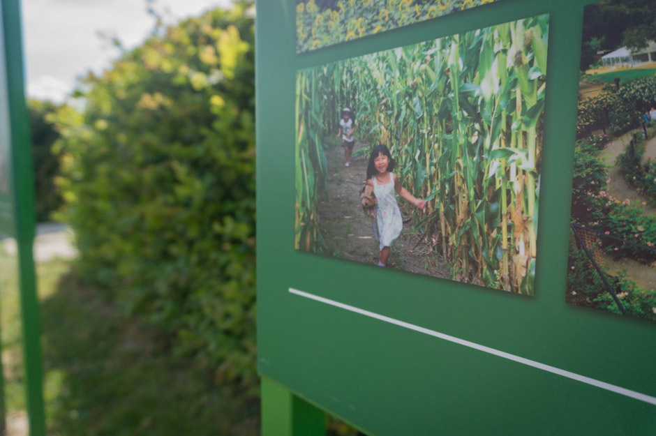 Chyba najstraszniejszy horror z dziecięcych lat - Dzieci Kukurydzy. 