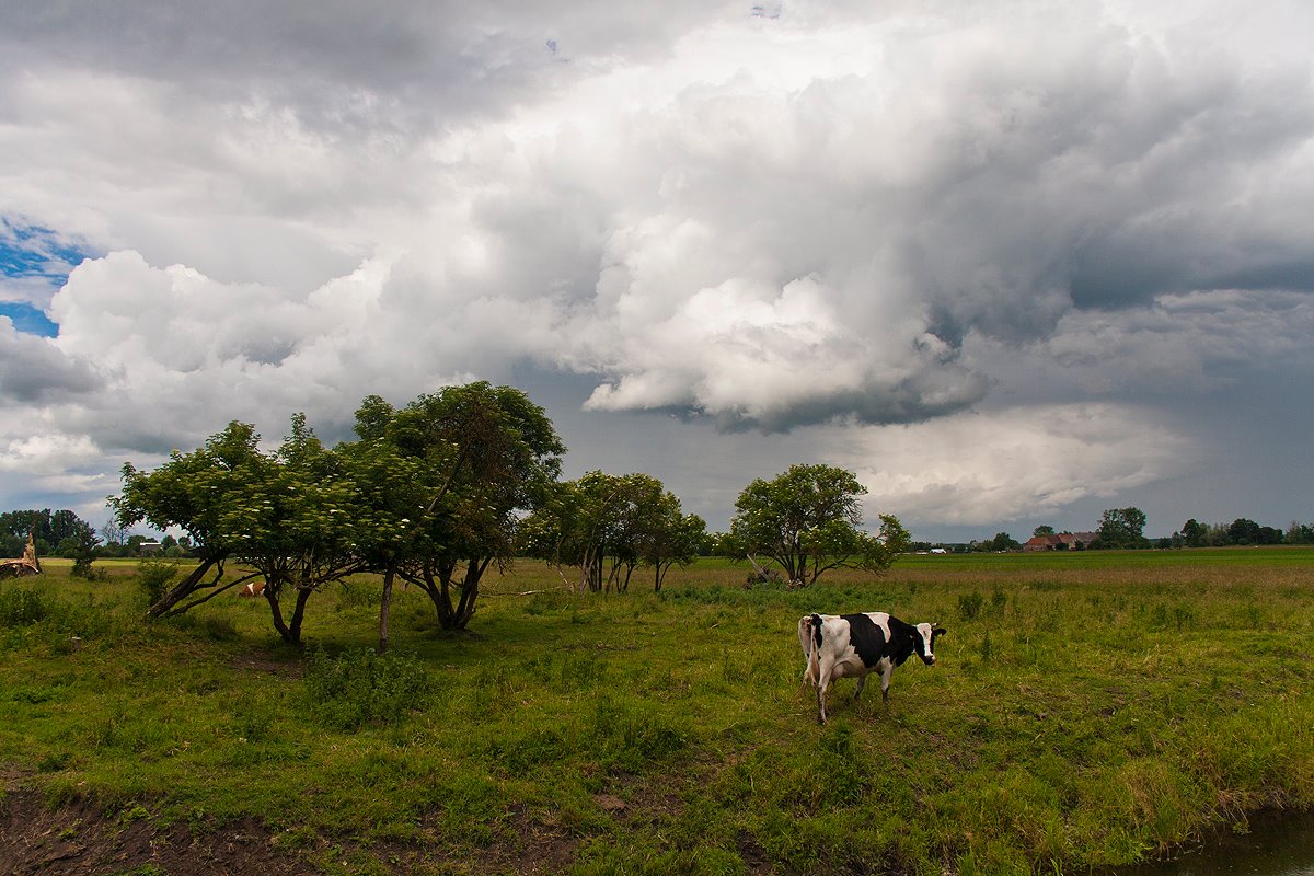Łąka nad Wartą. Czerwiec. Gmina Słońsk.